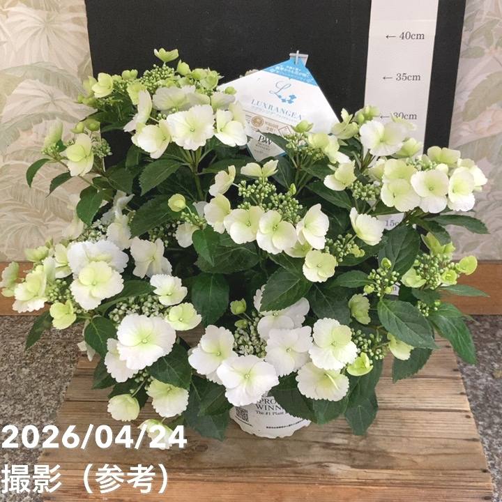 開花中＞PW ラグランジア ブライダルシャワー 5号｜花木04-PA | 花木