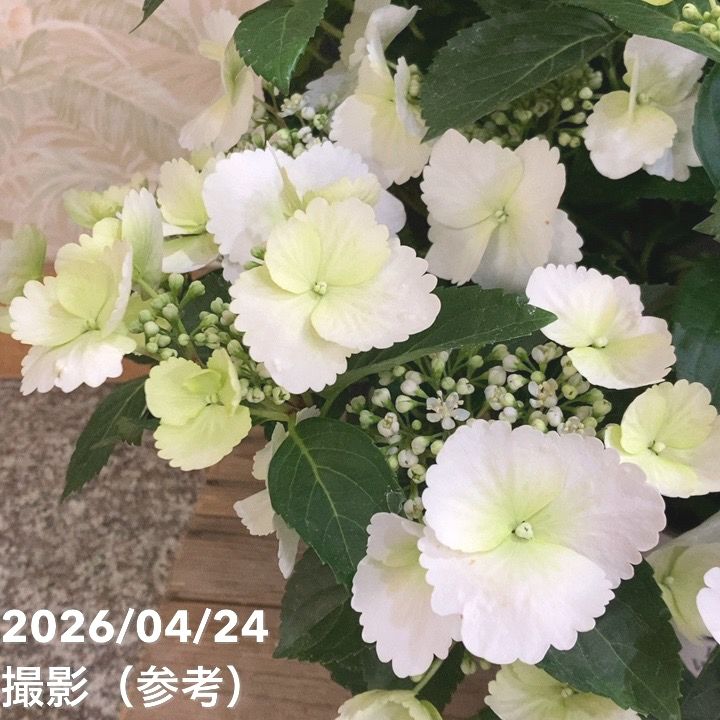 開花中＞PW ラグランジア ブライダルシャワー 5号｜花木04-PA | 花木