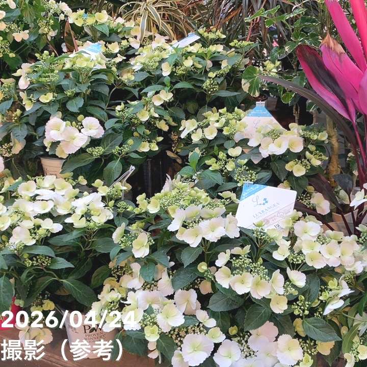 開花中＞PW ラグランジア ブライダルシャワー 5号｜花木04-PA | 花木