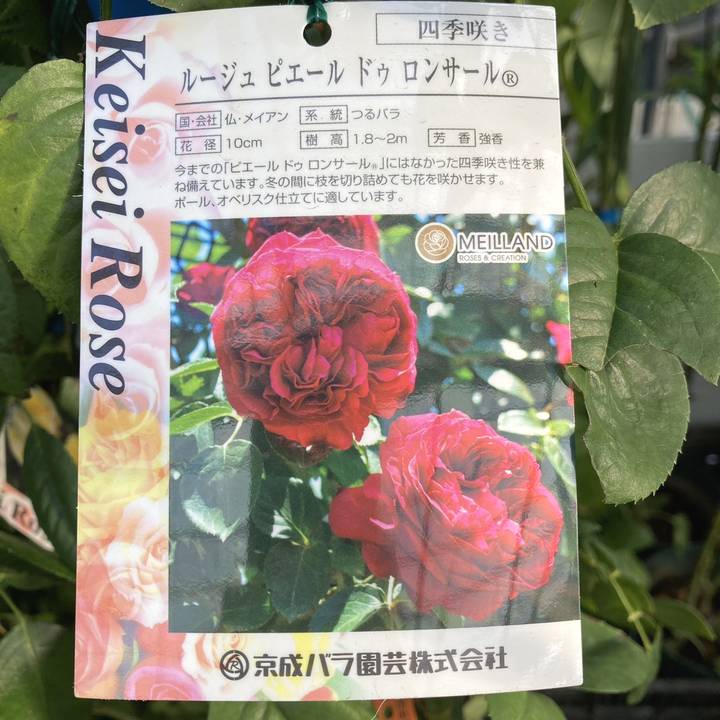 つるバラ長尺苗 ルージュ ピエール ドゥ ロンサール 6号 京成バラ園芸