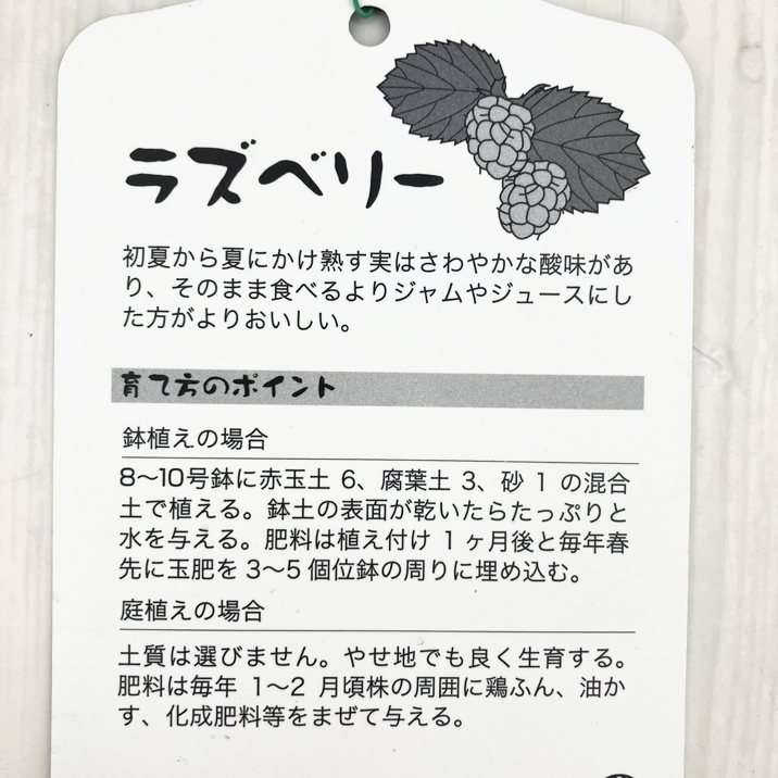 ラズベリー インディアンサマー 5号 2年生｜果樹10-TU | 果樹