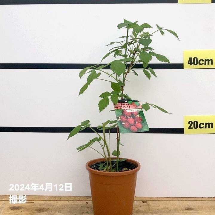 ラズベリー インディアンサマー 5号 2年生｜果樹10-TU | 果樹