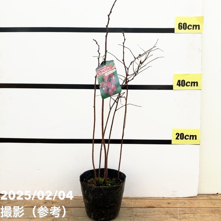 ラズベリー インディアンサマー 5号 2年生｜果樹10-TU | 果樹