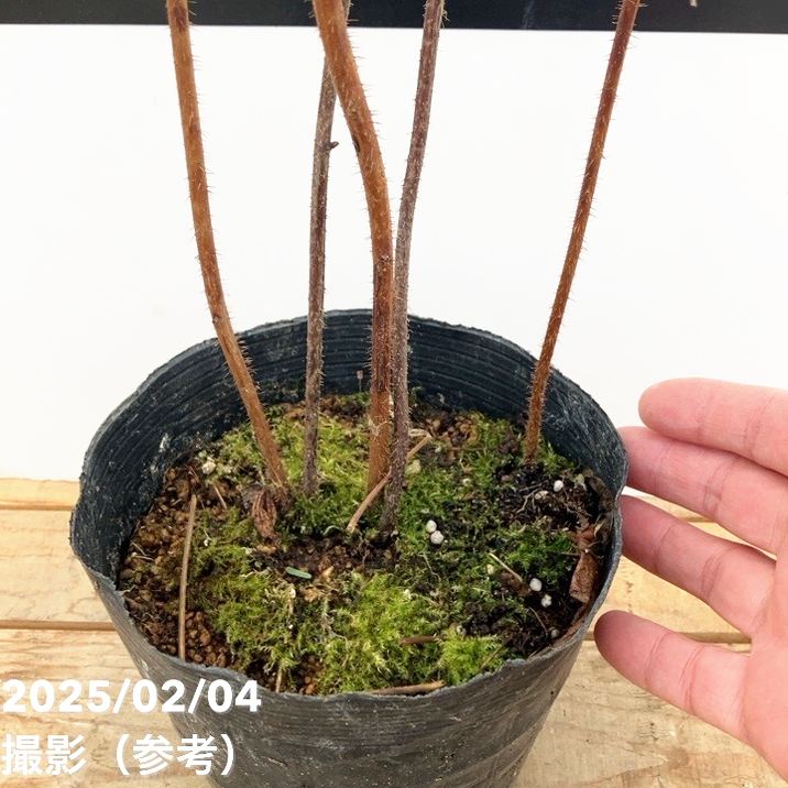 ラズベリー インディアンサマー 5号 2年生｜果樹10-TU | 果樹