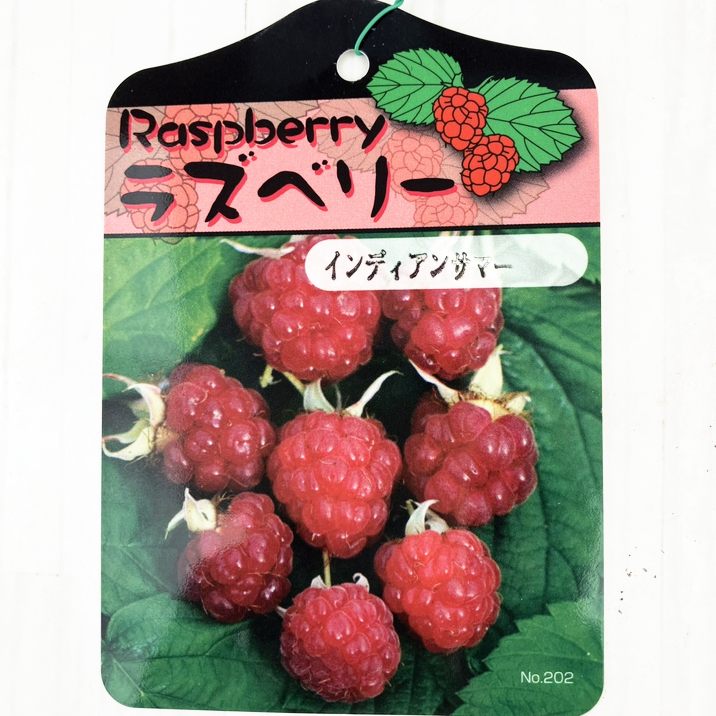 ラズベリー インディアンサマー 5号 2年生｜果樹10-TU | 果樹
