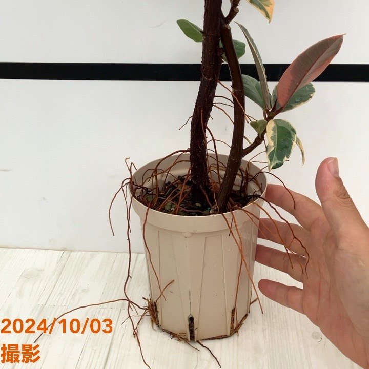 フィカス ルビー＆フィカス バンビーノ 2種植え（ネジリ仕立て）4号