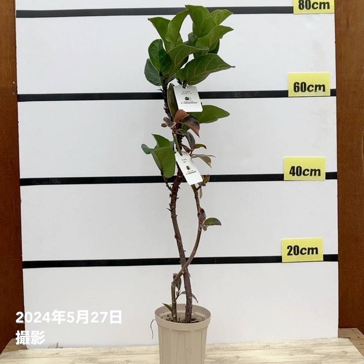 フィカス ルビー＆フィカス バンビーノ 2種植え（ネジリ仕立て）4号