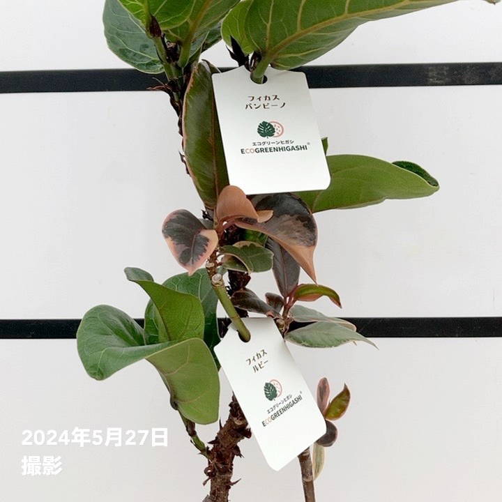 【かなり大鉢♥】フィカス ジョセボーノ 2株 かなり大鉢♥】フィカス ジョセボーノ 2株 レア 珍しい 観葉 植物