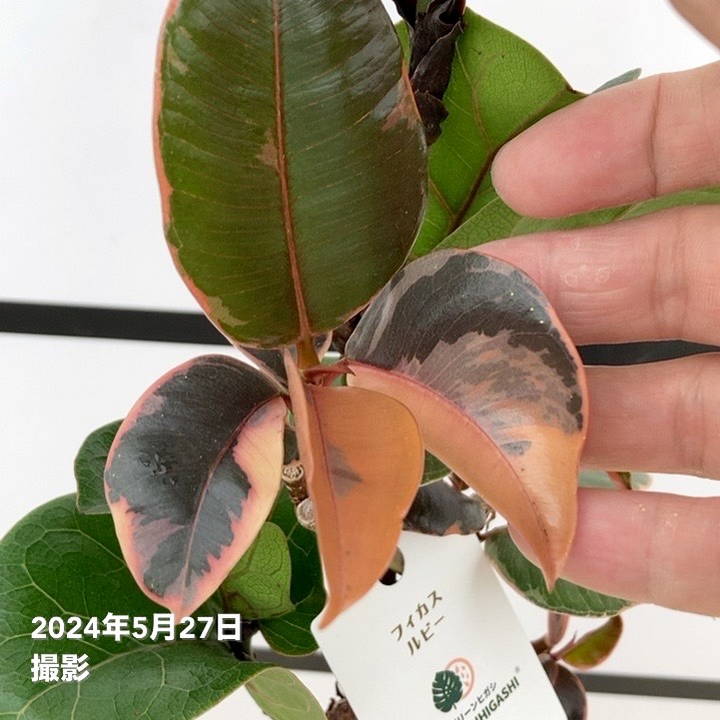 フィカス ルビー＆フィカス バンビーノ 2種植え（ネジリ仕立て）4号