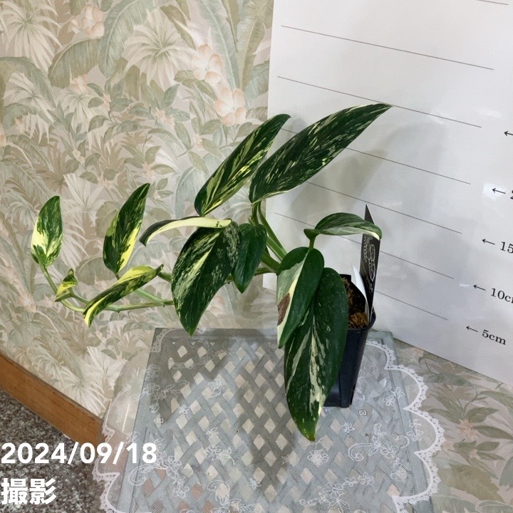 現品お届け】モンステラ スタンデリアナ バリエガータ Monstera