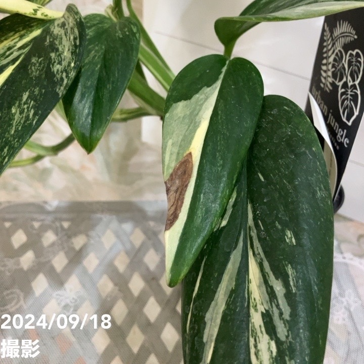 現品お届け】モンステラ スタンデリアナ バリエガータ Monstera