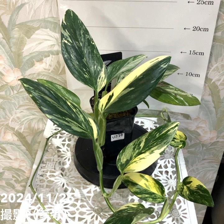 超希少❗️斑入り❗️モンステラ　スタンデリアナ　バリエガータ✨ 現品お届け】モンステラ スタンデリアナ バリエガータ Monstera