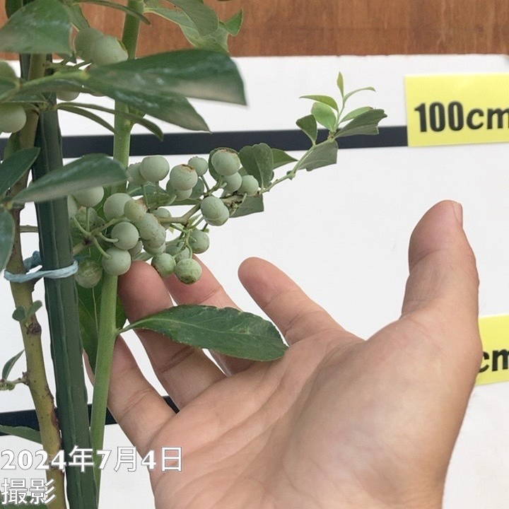 ミラクルフルーツ　8寸鉢 ミラクルベリー(ミラクルフルーツ）8号鉢植え[実付き] の通販