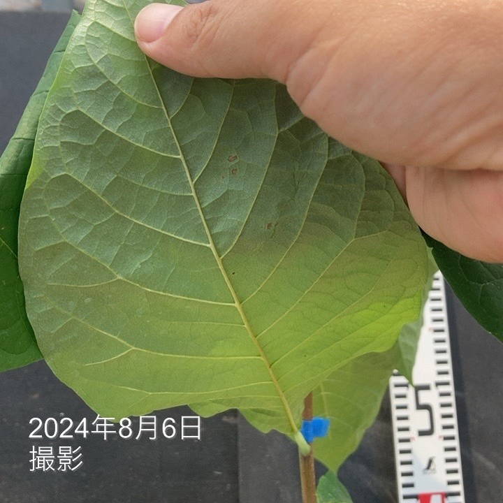決算P5倍！8/2まで】ポポー プロリフィック 6号｜果樹04-PA | 果樹