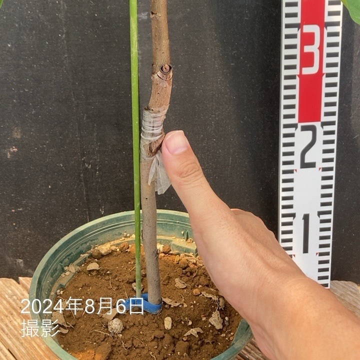 ポポー プロリフィック 6号｜果樹04-PA | 果樹,[珍しい果樹] | 赤塚