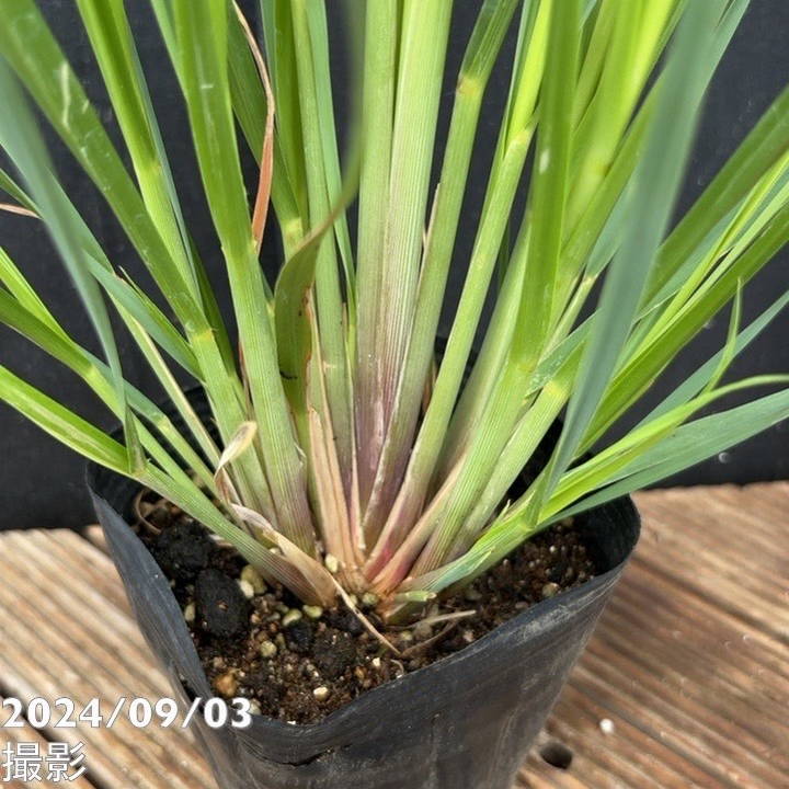 パンパスグラス・苗【エビータ】大株　７月31日更新 パンパスグラス・苗【エビータ】大株 7月31日更新