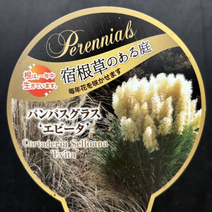 パンパスグラス・苗【エビータ】大株　７月31日更新 パンパスグラス・苗【エビータ】大株 7月31日更新
