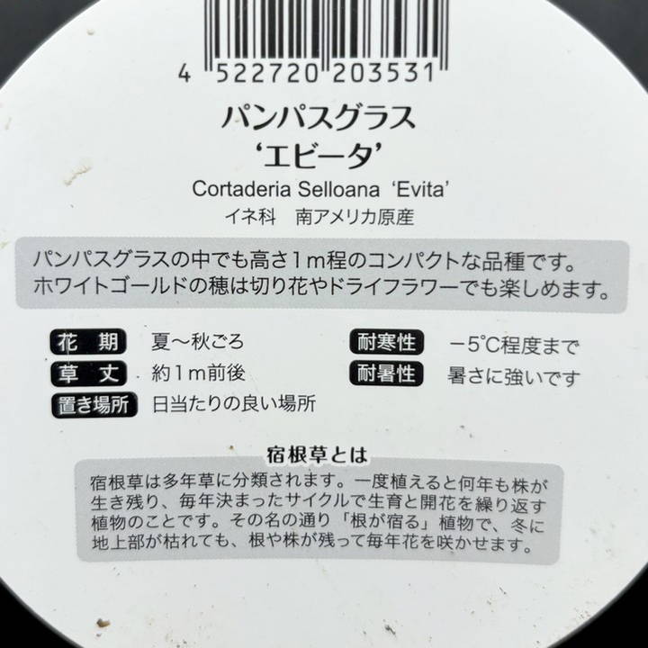 パンパスグラス エビータ 4号｜草花04-PA | 草花,[季節の草花] | 赤塚