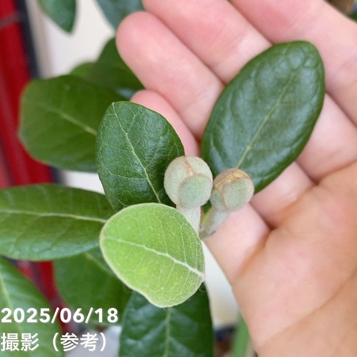 フェイジョア トライアンフ 8号ポット｜SG（代引き不可）｜果樹04-PA