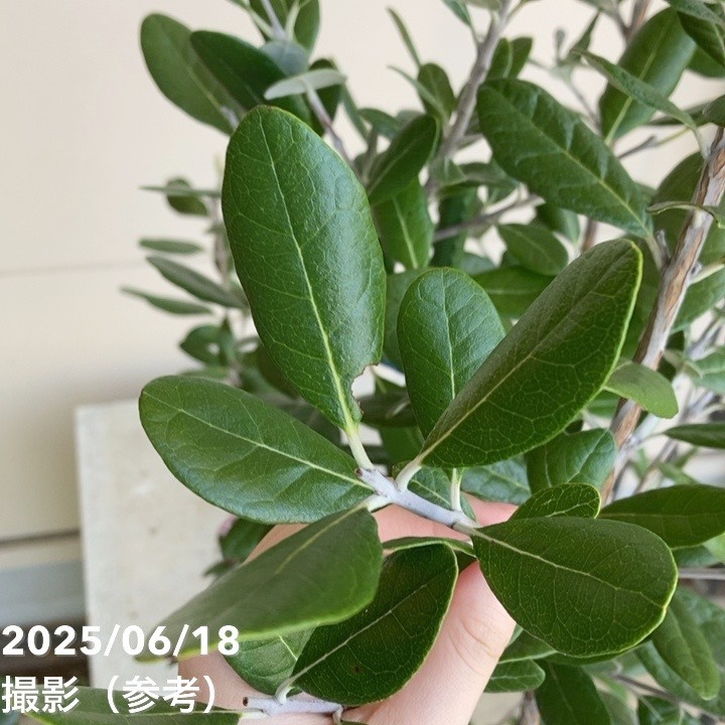 フェイジョア トライアンフ 8号ポット｜SG（代引き不可）｜果樹04-PA