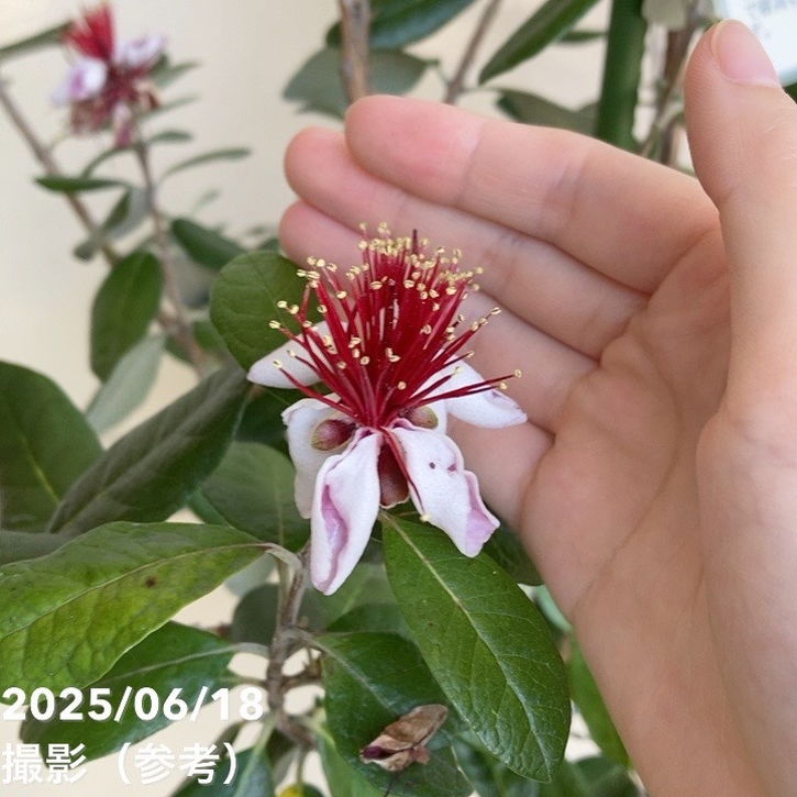 フェイジョア トライアンフ 8号ポット｜SG（代引き不可）｜果樹04-PA