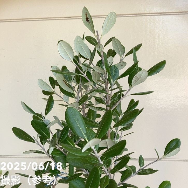 フェイジョア トライアンフ 8号ポット｜SG（代引き不可）｜果樹04-PA