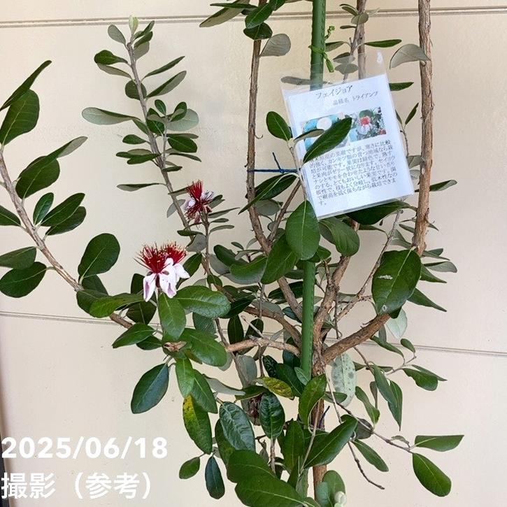 フェイジョア トライアンフ 8号ポット｜SG（代引き不可）｜果樹04-PA