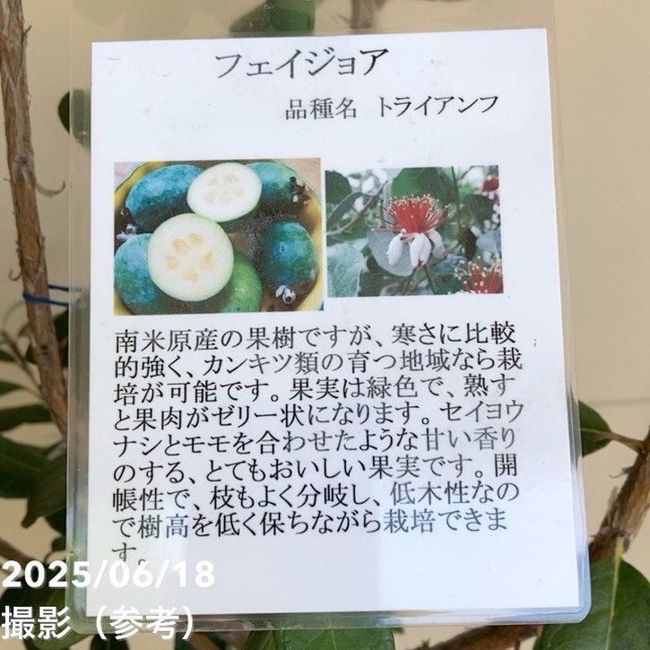 フェイジョア トライアンフ 8号ポット｜SG（代引き不可）｜果樹04-PA