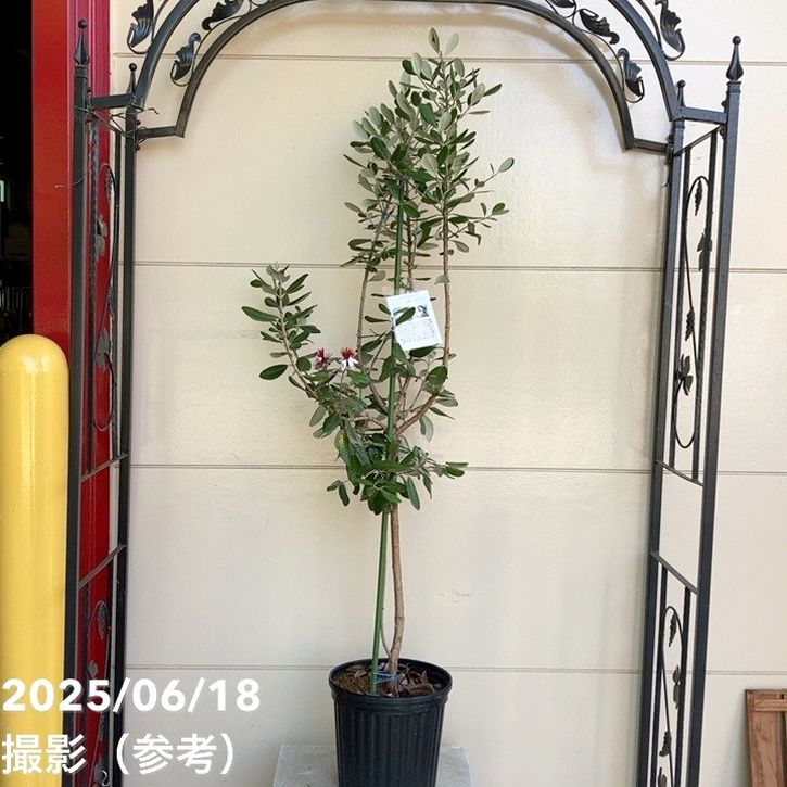 フェイジョア トライアンフ 8号ポット｜SG（代引き不可）｜果樹04-PA