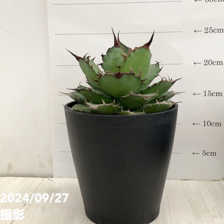 agave titanota cok・魔丸・狼人・黒鯨 セット売り