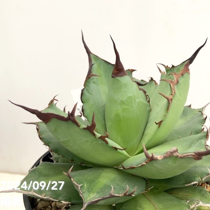 現品お届け】アガベ 5号 チタノタ 魔爪 Agave titanota owl（A44