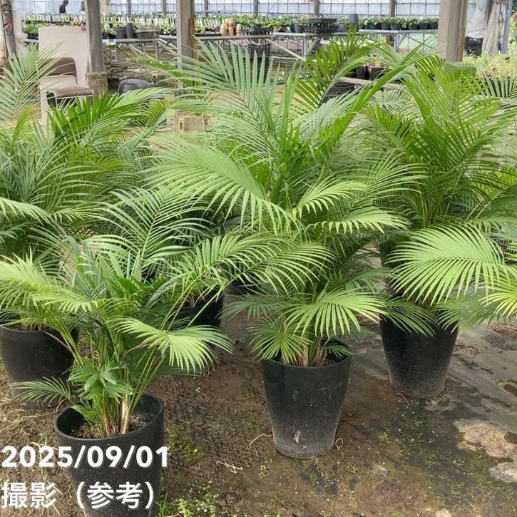 ラベニアヤシ 10号｜s200｜観葉01-D1 | 花木・庭木 | 赤塚植物園