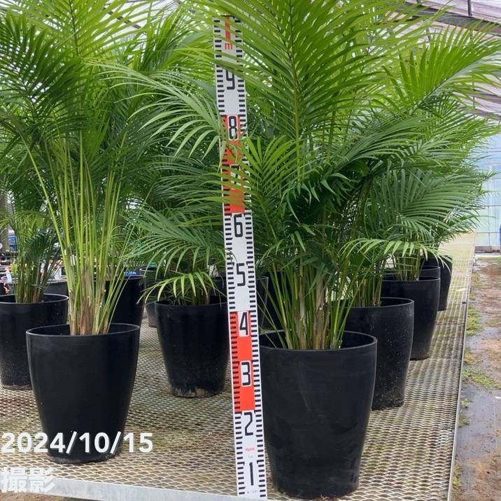 現物「ラベニアヤシ」８号　120ｃｍ　Ravenea rivularis 現物「ラベニアヤシ」8号 120cm Ravenea rivularis 現物