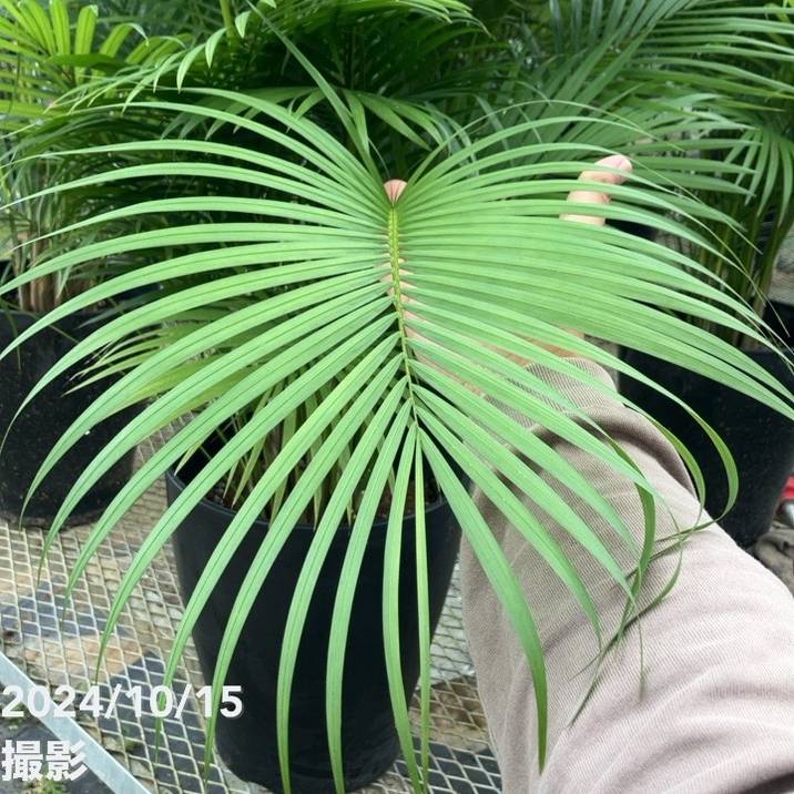 現物「ラベニアヤシ」８号　120ｃｍ　Ravenea rivularis ラべニア | いぶすき観葉植物｜観葉のまち指宿