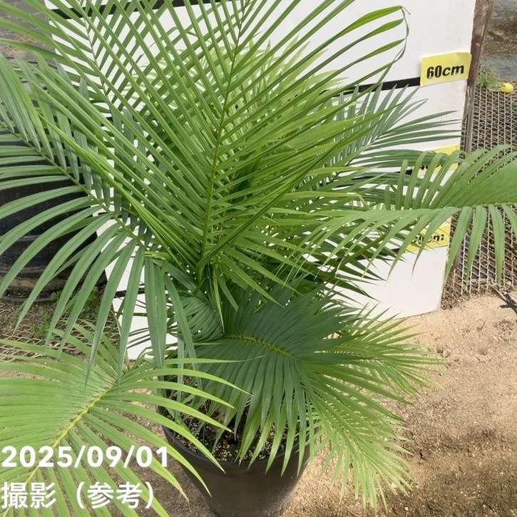 ラベニアヤシ 10号｜s200｜観葉01-D1 | 花木・庭木 | 赤塚植物園
