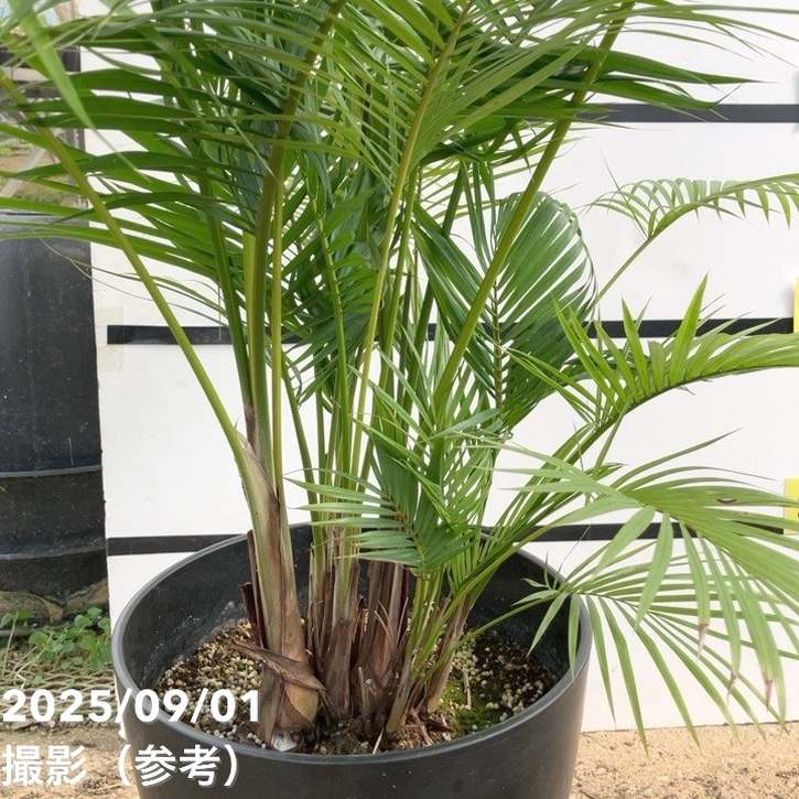 ラベニア ヤシ ラベニアヤシ 10号｜s200｜観葉01-D1 | 花木・庭木 | 赤塚植物園