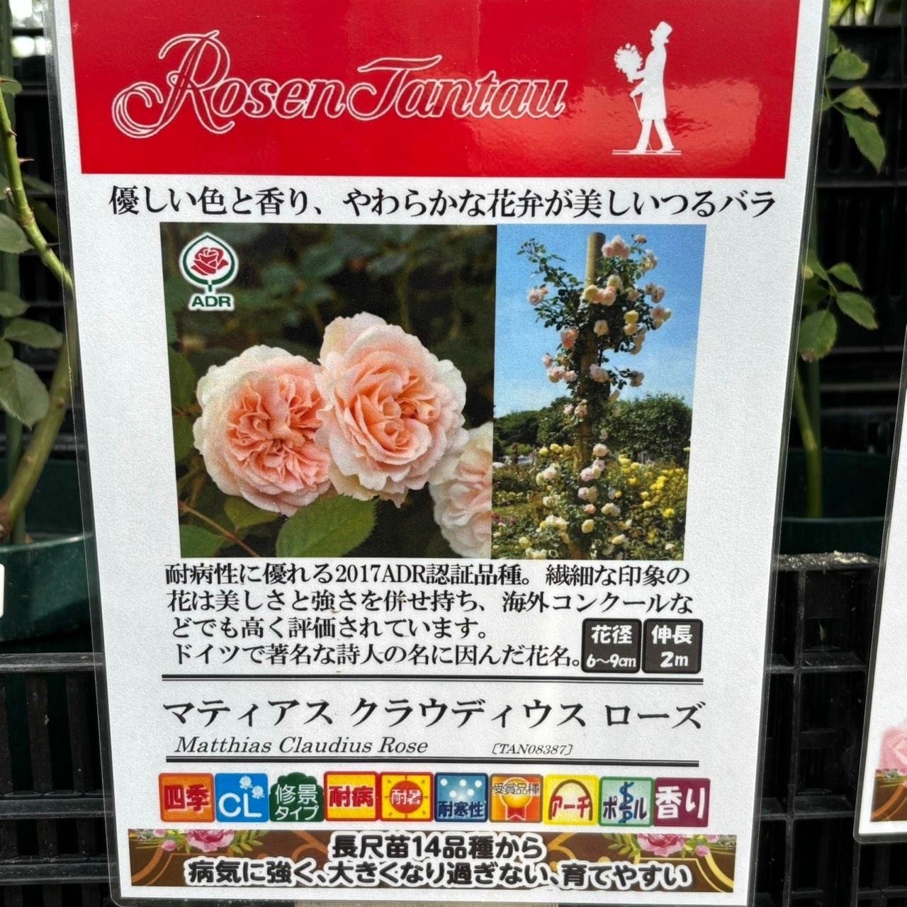 シャドウボックス完成品、額付(つるバラ庭園) 実験集合住宅・NEXT21、つるバラの咲く風景 - 「風景」をつくる
