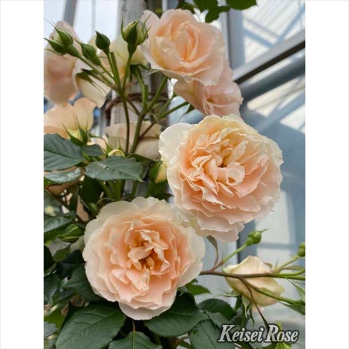 つるバラ長尺苗 マティアス・クラウディウス・ローズ 6号 京成バラ園芸