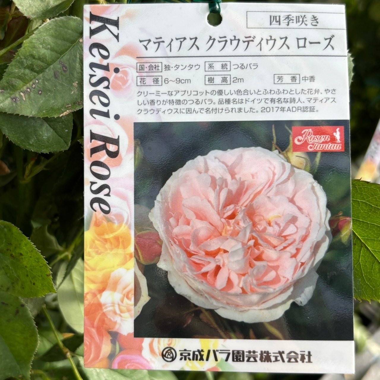 つるバラ長尺苗 マティアス・クラウディウス・ローズ 6号 京成バラ園芸