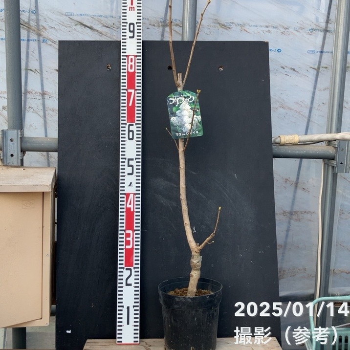 ライラック（白花）マダムレモイネ 6号｜花木04-PA | 花木・庭木