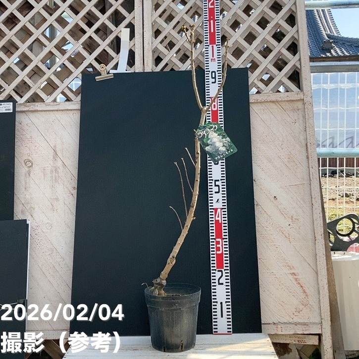 ライラック（白花）マダムレモイネ 6号｜花木04-PA | 花木・庭木