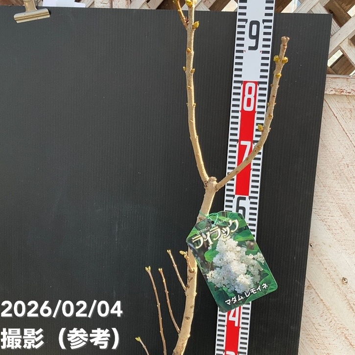 ライラック（白花）マダムレモイネ 6号｜花木04-PA | 花木・庭木