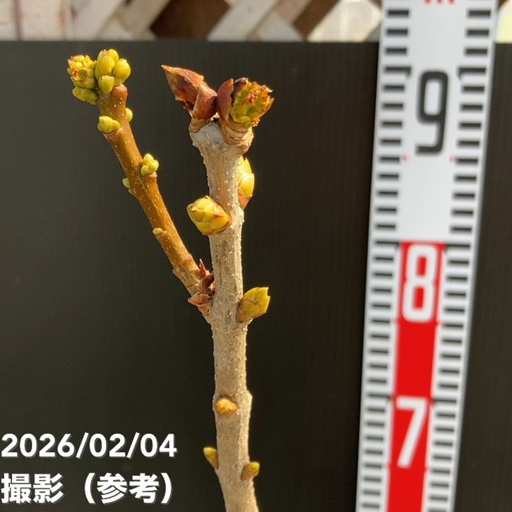 ライラック（白花）マダムレモイネ 6号｜花木04-PA | 花木・庭木