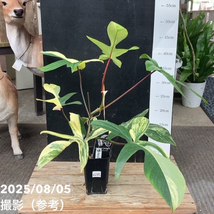 本日限定価格！　フィロデンドロン　フロリダビューティー × トータム　斑入り ザ・ファームセレクト]フィロデンドロン：フロリダビューティー