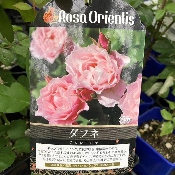 バラ新苗 ダフネ 4号 ロサ・オリエンティス｜花木04-PA | 花木・庭木