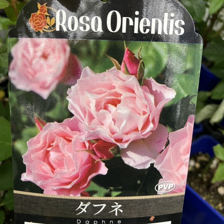 バラ苗　特大8号　正規品　コントレイル　ロサオリエンティス　バラ バラ苗 特大8号 正規品 コントレイル ロサオリエンティス バラ