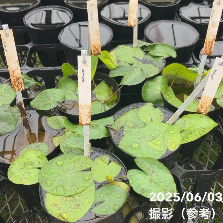 睡蓮④ 熱帯スイレン 4号 ミッドナイト Midnight｜草花01-D1 | 草花,熱帯