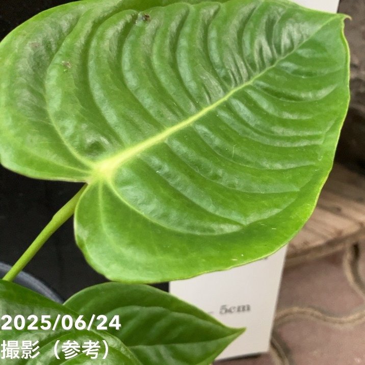 現品お届け】アンスリウム ベイチー Anthurium Veitchii 5号（MI1