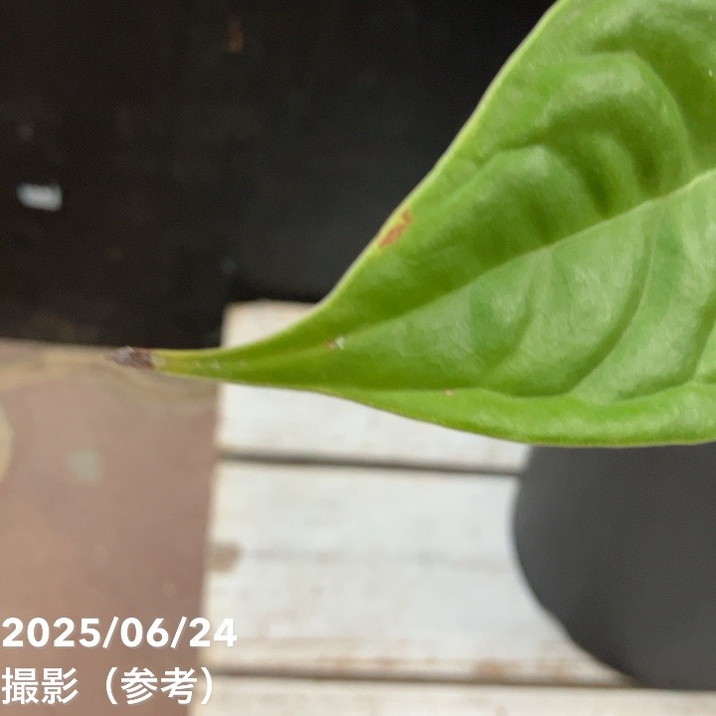 現品お届け】アンスリウム ベイチー Anthurium Veitchii 5号（MI1