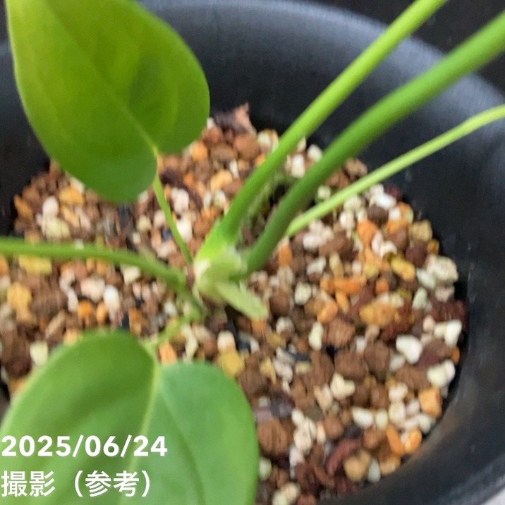 アンスリウム　ベイチー　No.024　鉢、送料込　メルカリ便 アンスリウム♡ベイチー♡4号ポット♡観葉植物♡希少♡ アートフラワー